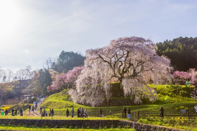 宇陀の桜