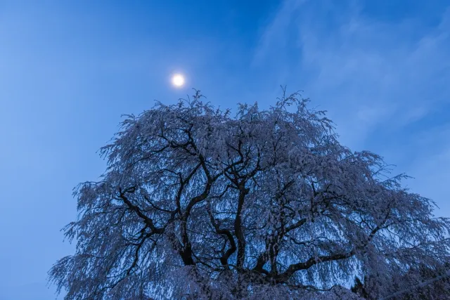 宇陀の桜
