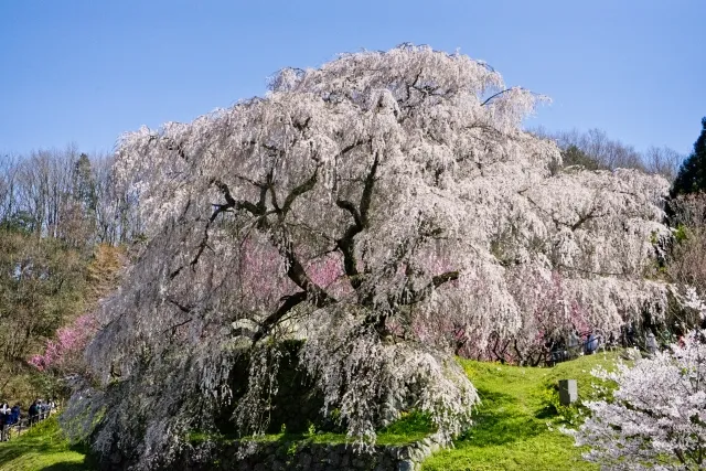宇陀の桜