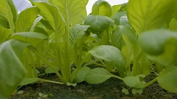 前川農園紹介