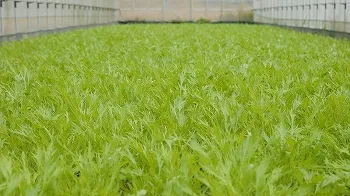 牧野農園紹介