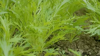 牧野農園紹介