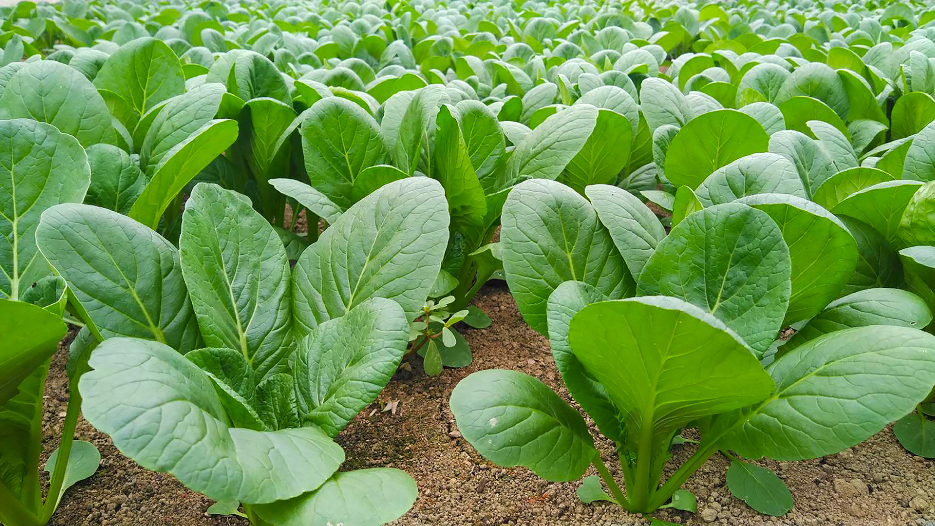 野菜画像2