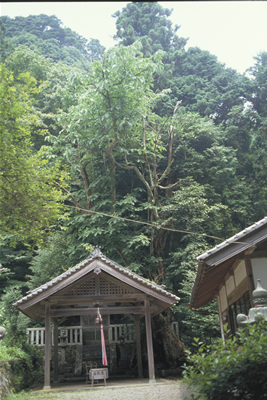 戒場神社のホオノキの巨樹の画像