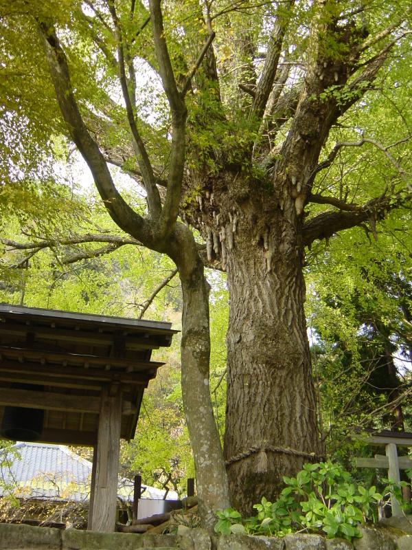戒長寺のお葉つきイチョウ