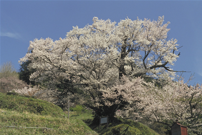 佛隆寺のサクラの巨樹の画像