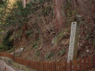 室生山暖地性シダ群落の画像