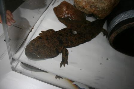 オオサンショウウオ全身