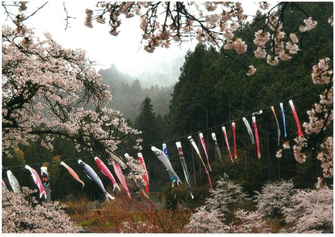 山あいの鯉のぼりの画像