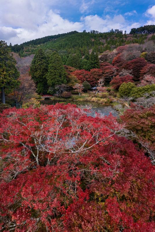 鳥見山紅葉たて