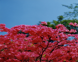春の画像1