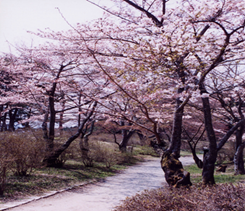 春の画像2