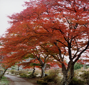 紅葉の画像
