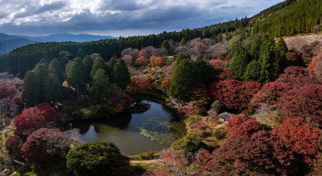 鳥見山紅葉よこ