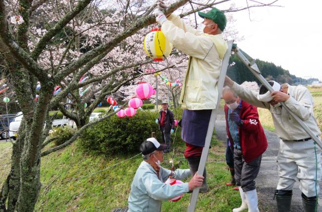 満開の桜と提灯が春の訪れをつげるの画像2