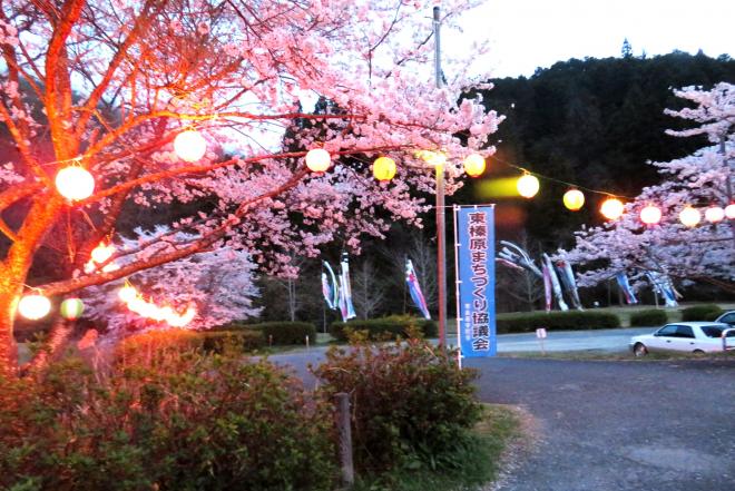 満開の桜と提灯が春の訪れをつげるの画像3