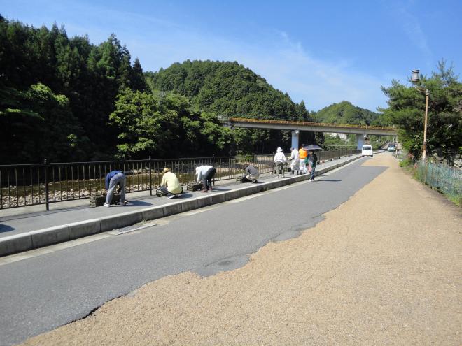 大野美化植え付け作業