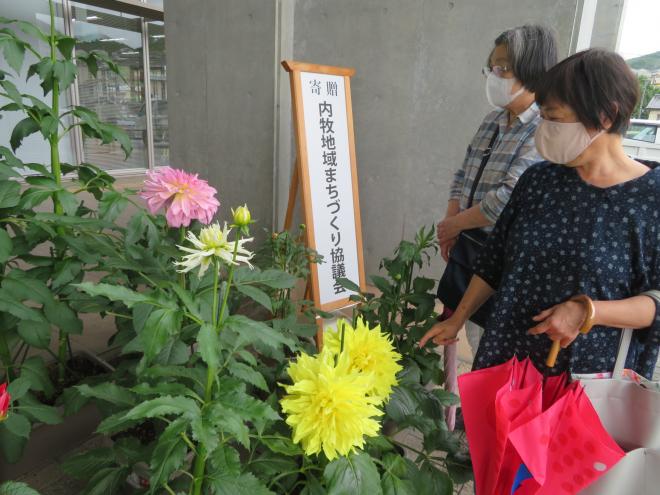 宇陀市特産ダリアの鉢植えを宇陀市に寄贈の画像2