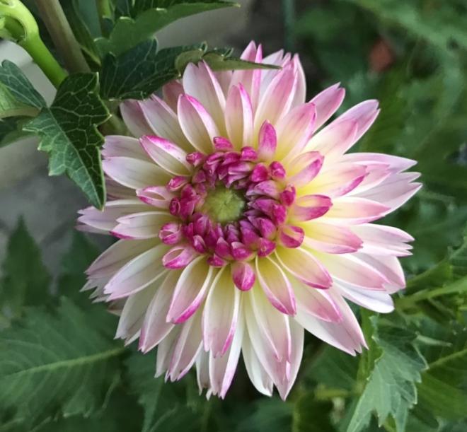 ダリアの花4
