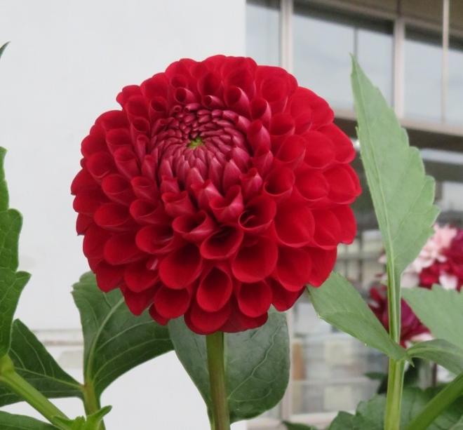 ダリアの花2