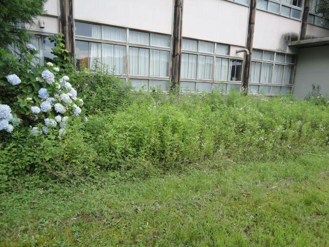 多田地区草刈り前