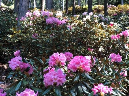 田口地区まち協石楠花まつりの画像2