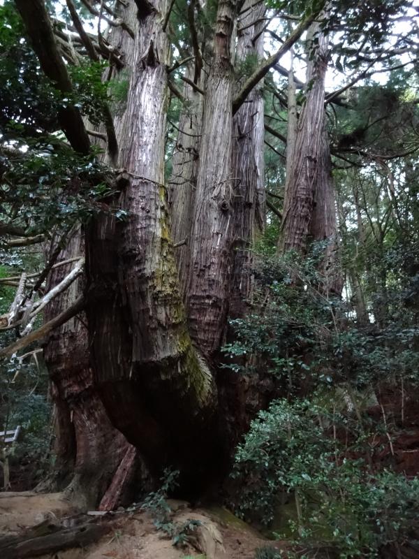 千本杉