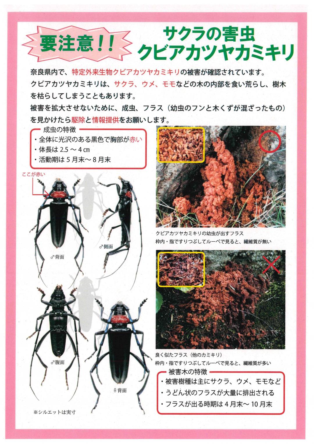 クビアカツヤカミキリのチラシ