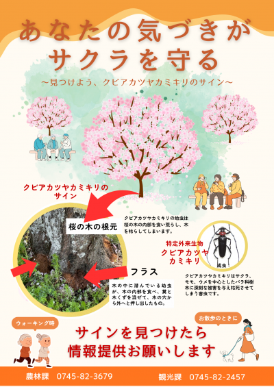 クビアカツヤカミキリのサインを見つけたら情報提供お願いします