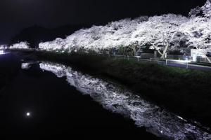 桜ライトアップイメージ1枚目