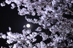桜ライトアップイメージ2枚目